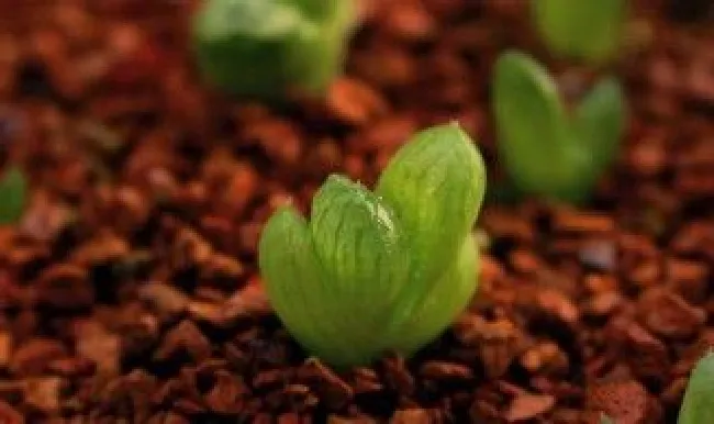 多肉植物种子怎么种植（多肉植物种子怎么种植的）