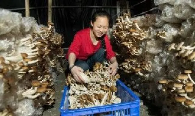 茶树菇采摘技巧 茶树菇采摘技巧图解