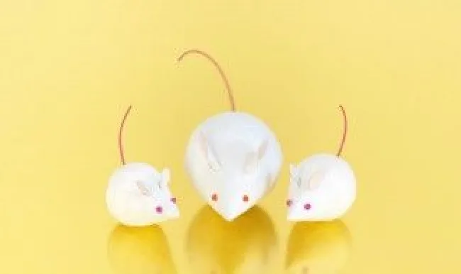 大老鼠怎么灭 老鼠怎么消灭