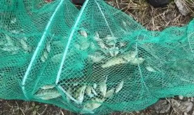 放地笼用面粉可以吗 地笼能放吗