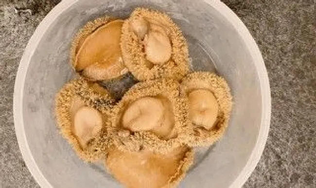 鲍鱼能不能放在冰箱（鲍鱼可以直接放冰箱吗）