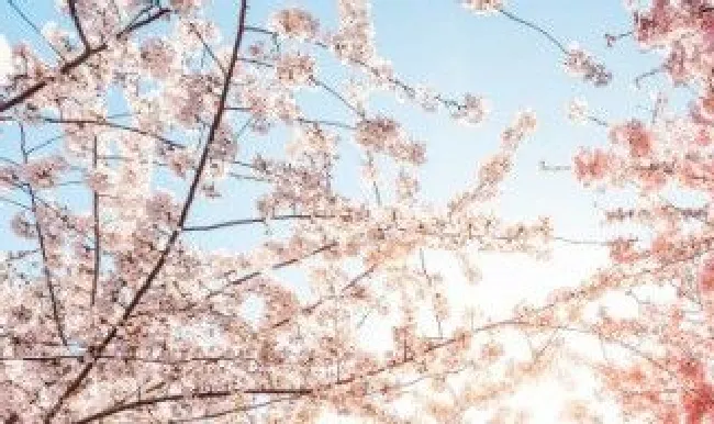 樱花树结的果可以吃吗（樱花树结的果可以吃吗视频）