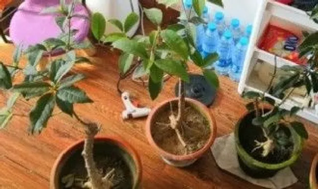 桂花冬天怎么养才能安全过冬（桂花冬天怎么养才能安全过冬天呢）