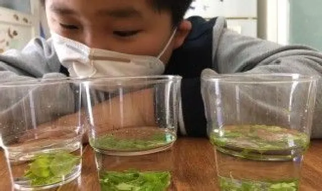 水质叶绿素保存方法（叶绿素对水质的影响）
