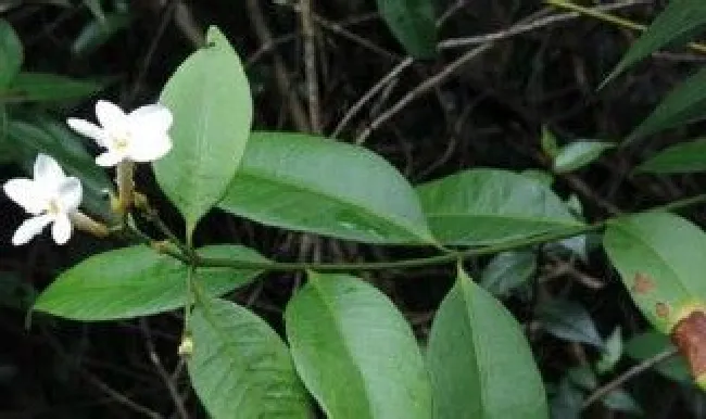 山黄的种植方法（山黄蟮植物）