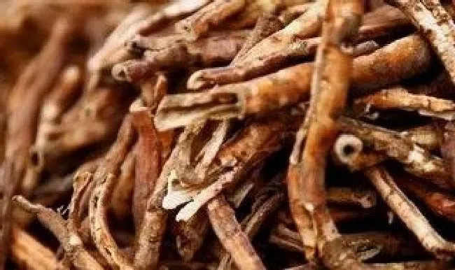 牡丹根怎么种植（牡丹根怎么种植方法）