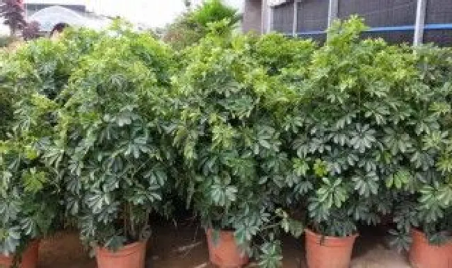 摇钱树苗怎么种才能摇更多次（摇钱树苗种植攻略）