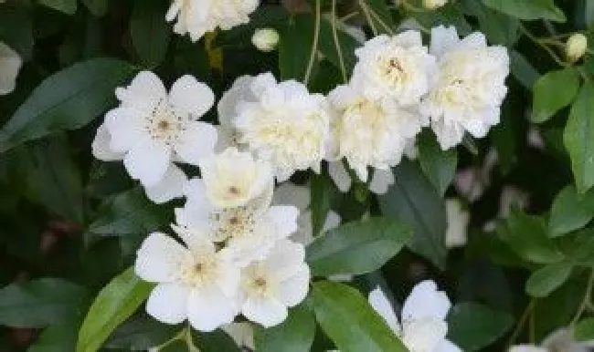 白木香的花语（白木香花语象征与寓意）