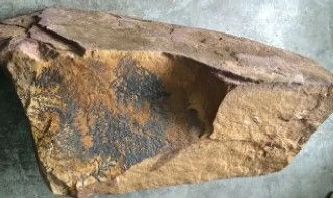 化石保存方法（化石是怎样保存下来的）