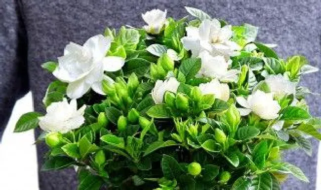 栀子花开完花后怎么养 栀子花开完花后怎么养活