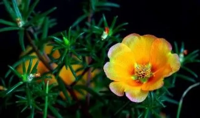 花菱草什么时候开花（花菱草开花期）