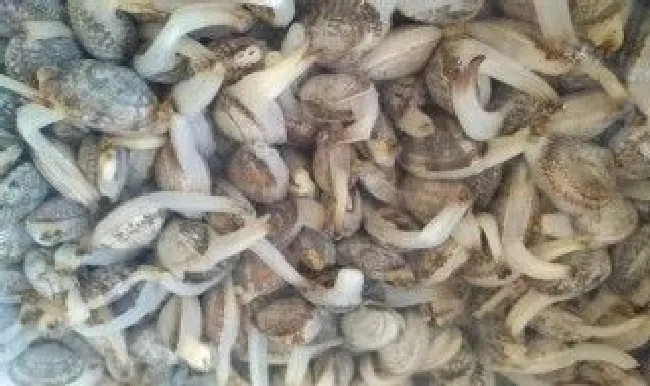 花蛤蜊怎么保鲜