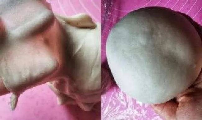 摔了包抹猪油的原理 摔出包了怎么办可以用猪油消肿吗