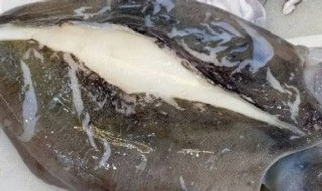 墨鱼怎么处理才能清洗干净 墨鱼怎么处理才能清洗干净视频