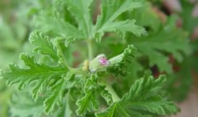 驱蚊草叶子发黄怎么办（驱蚊草叶子黄了怎么办）
