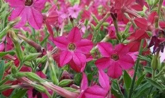 花烟草怎么种（花烟草怎么种植视频）