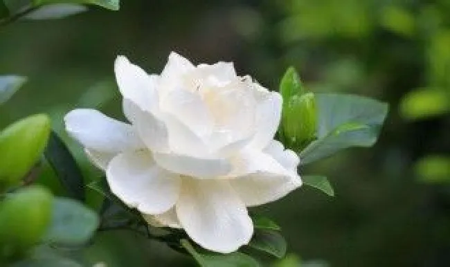 网购栀子花盆栽技巧（网上买的栀子花到货怎么种）