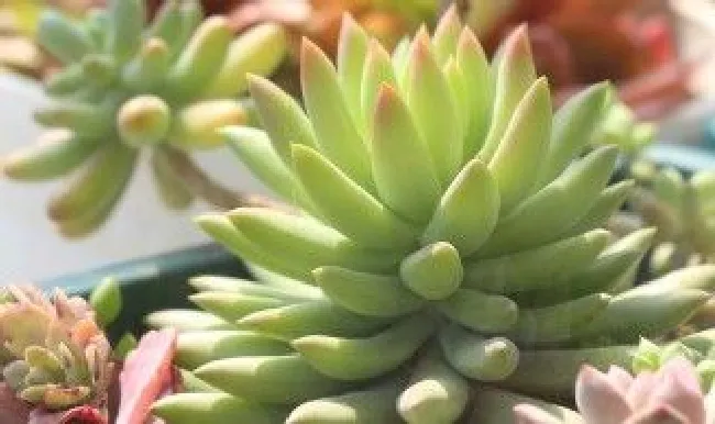 千佛手怎么繁殖（千佛手怎么繁殖,视频）
