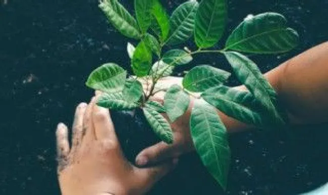 快递来的植物怎么缓苗（快递来的植物苗几天发芽）