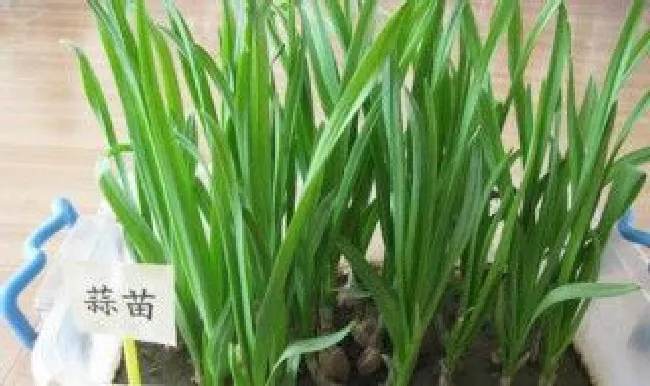 蒜苗的种植方法及过程 蒜苗的种植方法及过程图片