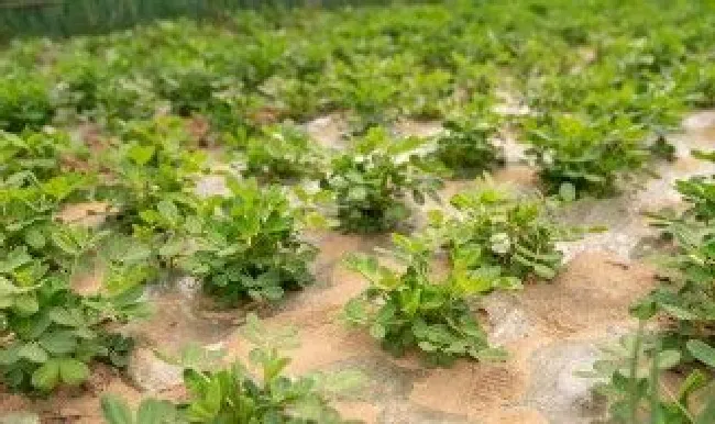 花生刚种下需要浇水吗（花生刚种下需要浇水吗）