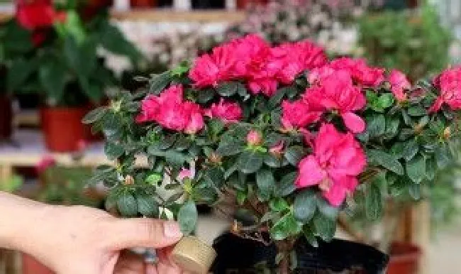 杜鹃花怎么养才长得好（杜鹃花怎么养才长得好快）
