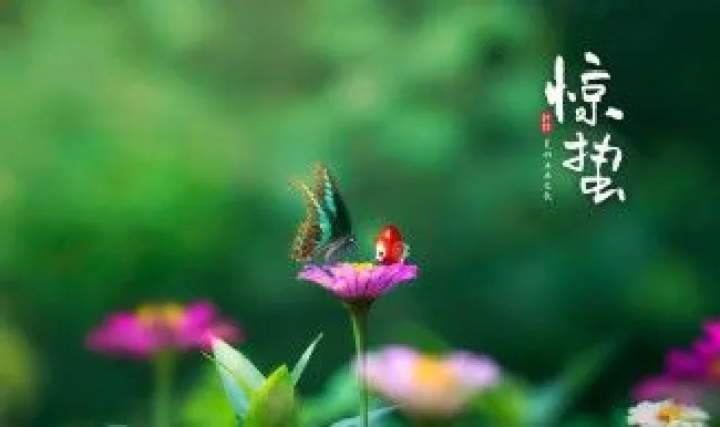 惊蛰不能动针线吗（惊蛰能不能动针线）