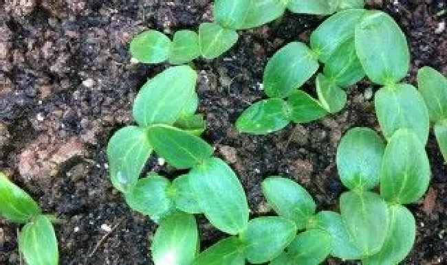 西瓜籽催芽的正确方法 西瓜籽催芽要注意什么?