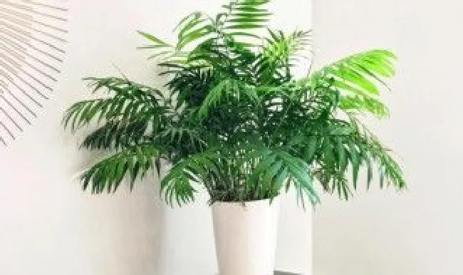袖珍椰子春天怎么养 袖珍椰子夏天怎么养护