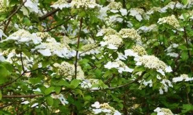 琼花是什么 琼花是什么花照片