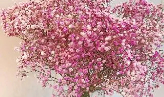 满天星开花后会死吗 满天星开完花会枯萎吗