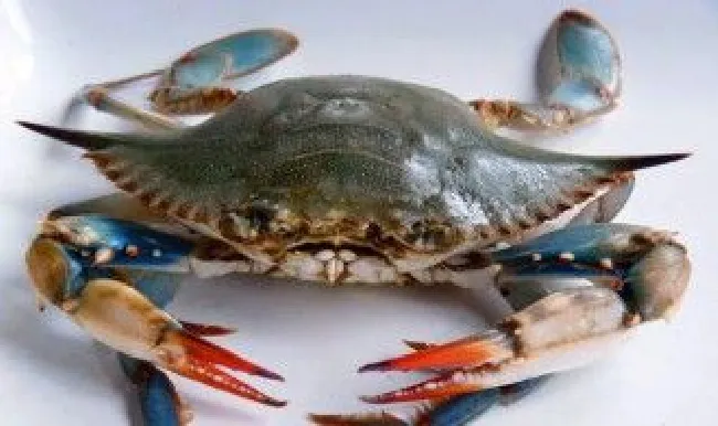年底海蟹怎么挑选（海蟹挑选小窍门怎么挑螃蟹）