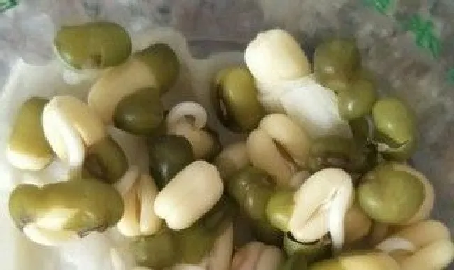 绿豆放在水里发芽方法（绿豆放在水里发芽方法视频）