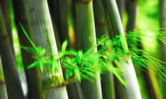 竹子处理保存方法 竹子保鲜方法