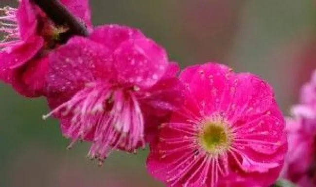 怎么才能让梅花年年开放（梅花怎么才能延迟开花）