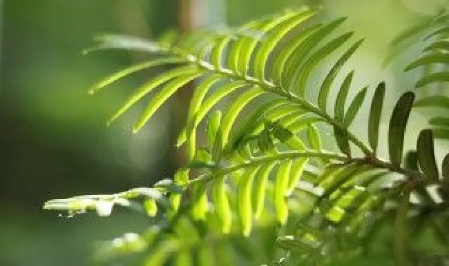红豆杉春天施什么肥（红豆杉春天施什么肥最好）