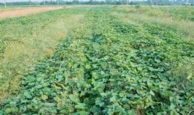 红薯地灌溉方法 红薯地灌溉方法是什么