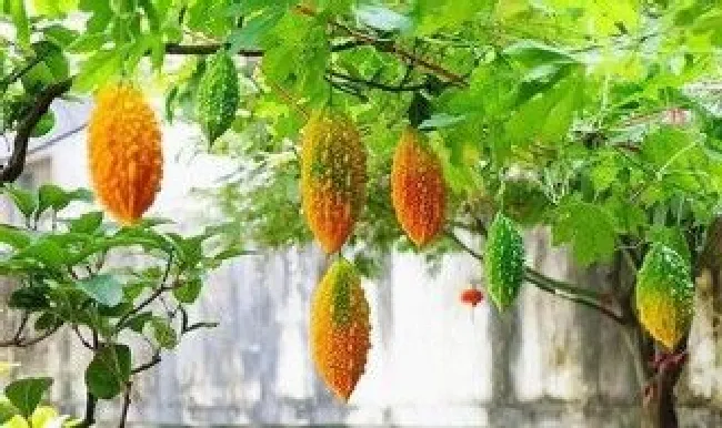 赖葡萄怎么催芽 赖葡萄催芽方法