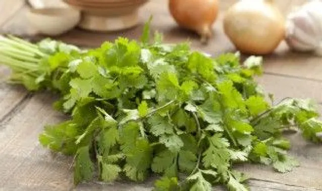 香菜怎么保存到冬天吃（香菜怎么储存冬天香菜怎么储存）