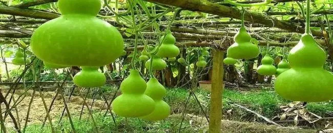 吃不完的葫芦怎么保存（吃不完的葫芦怎么保存好）