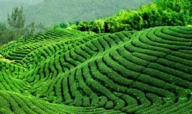 茶山在哪里（杭州的茶山在哪里）