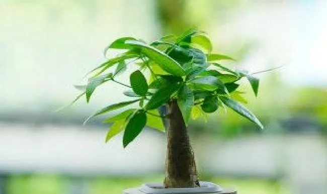 如何让发财树长粗（如何让发财树长粗一点）