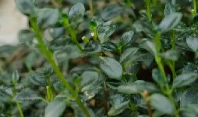 金鱼吊兰怎么分株繁殖（金鱼吊兰怎么繁殖 摘心）
