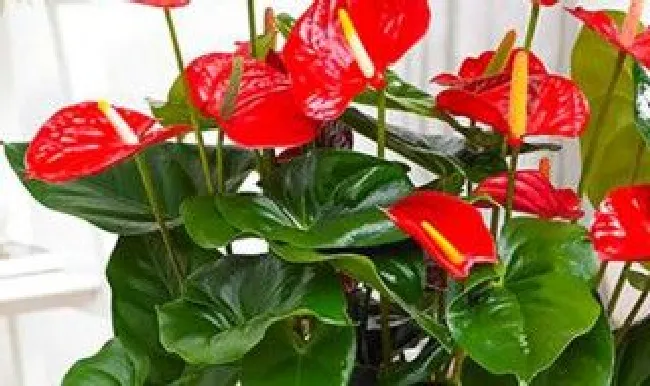 红掌怎么催花 红掌如何催花