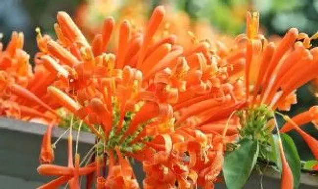 炮仗花叶子发黄怎么办（炮仗花叶黄了要施什么肥比较好）