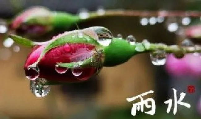 雨水的习俗（雨水的含义和风俗）