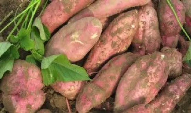 沈阳特产（沈阳特产排行榜前十名）
