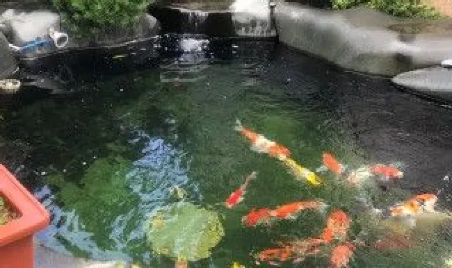 做水池养鱼怎么做（水池养鱼技术）