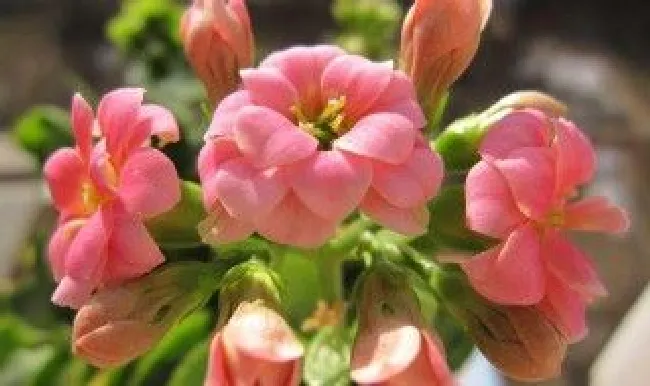 长寿花醒花方法 长寿花如何