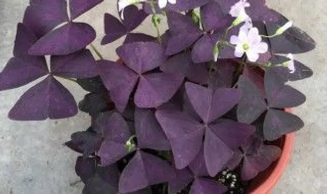 紫叶酢浆草盆栽有毒吗 紫叶酢浆草盆栽有毒吗?